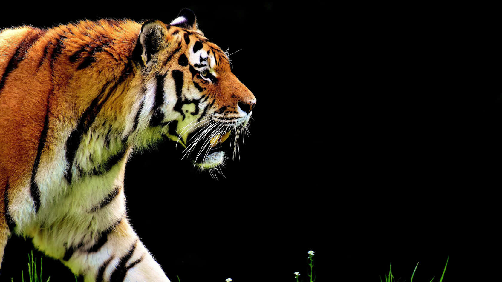 Majestic Bengal Tiger Profile Wallpaper