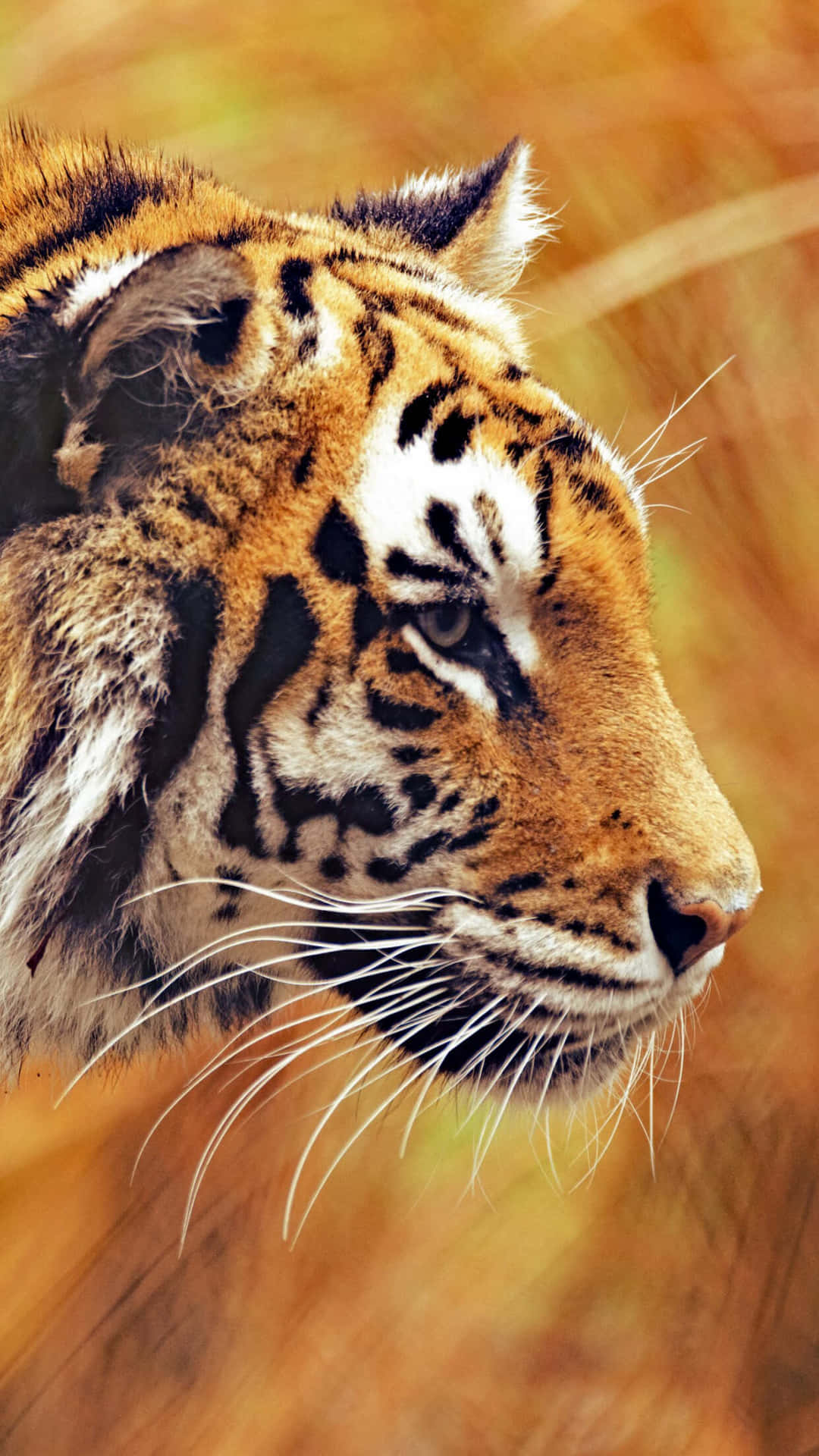 Harimau Bengal Megah Profil Wallpaper