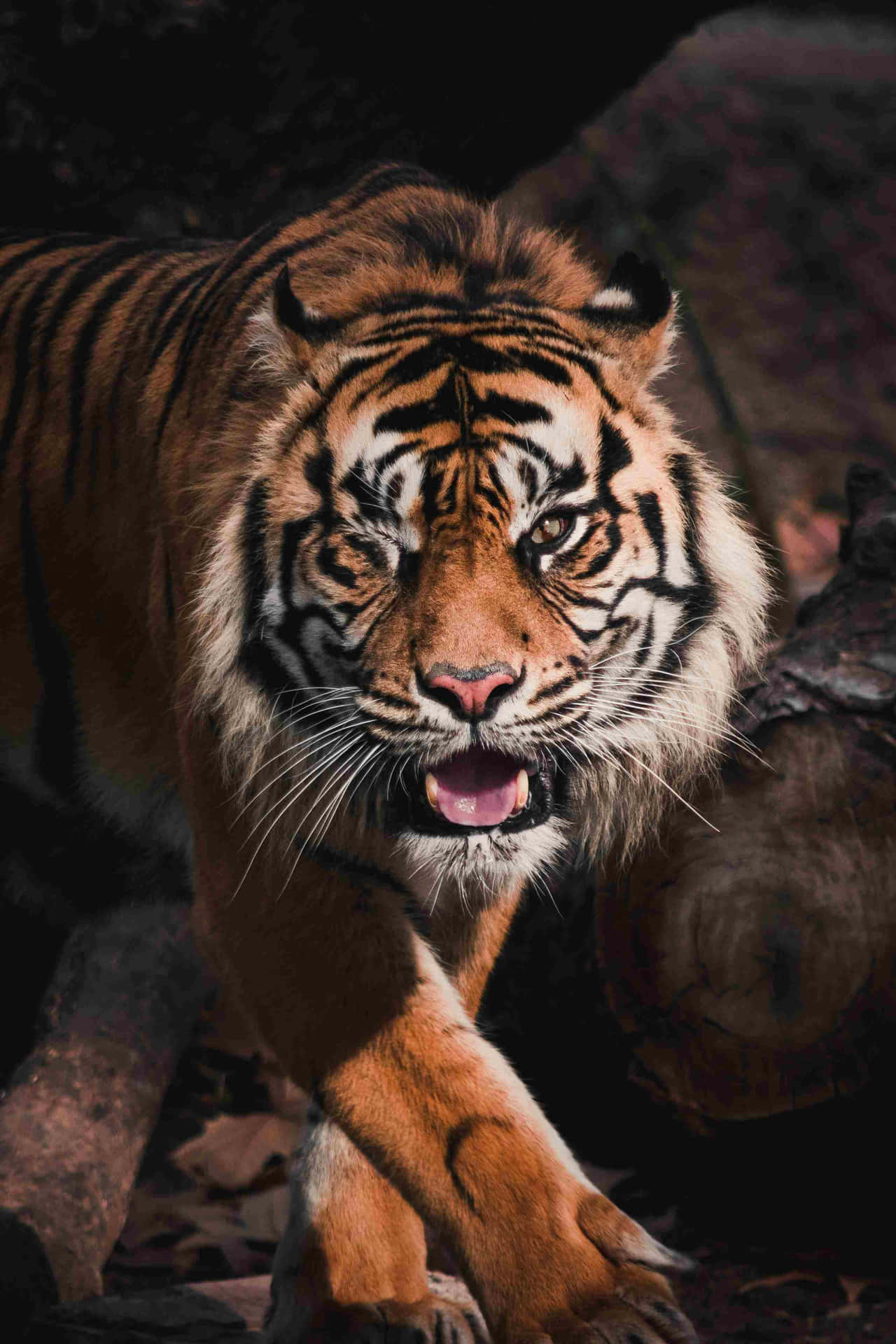 Majestic_ Bengal_ Tiger_ Prowling.jpg Wallpaper