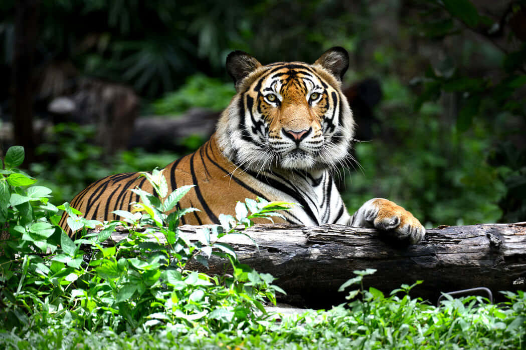 Majestetisk Bengal Tiger Hviler Bakgrunnsbildet