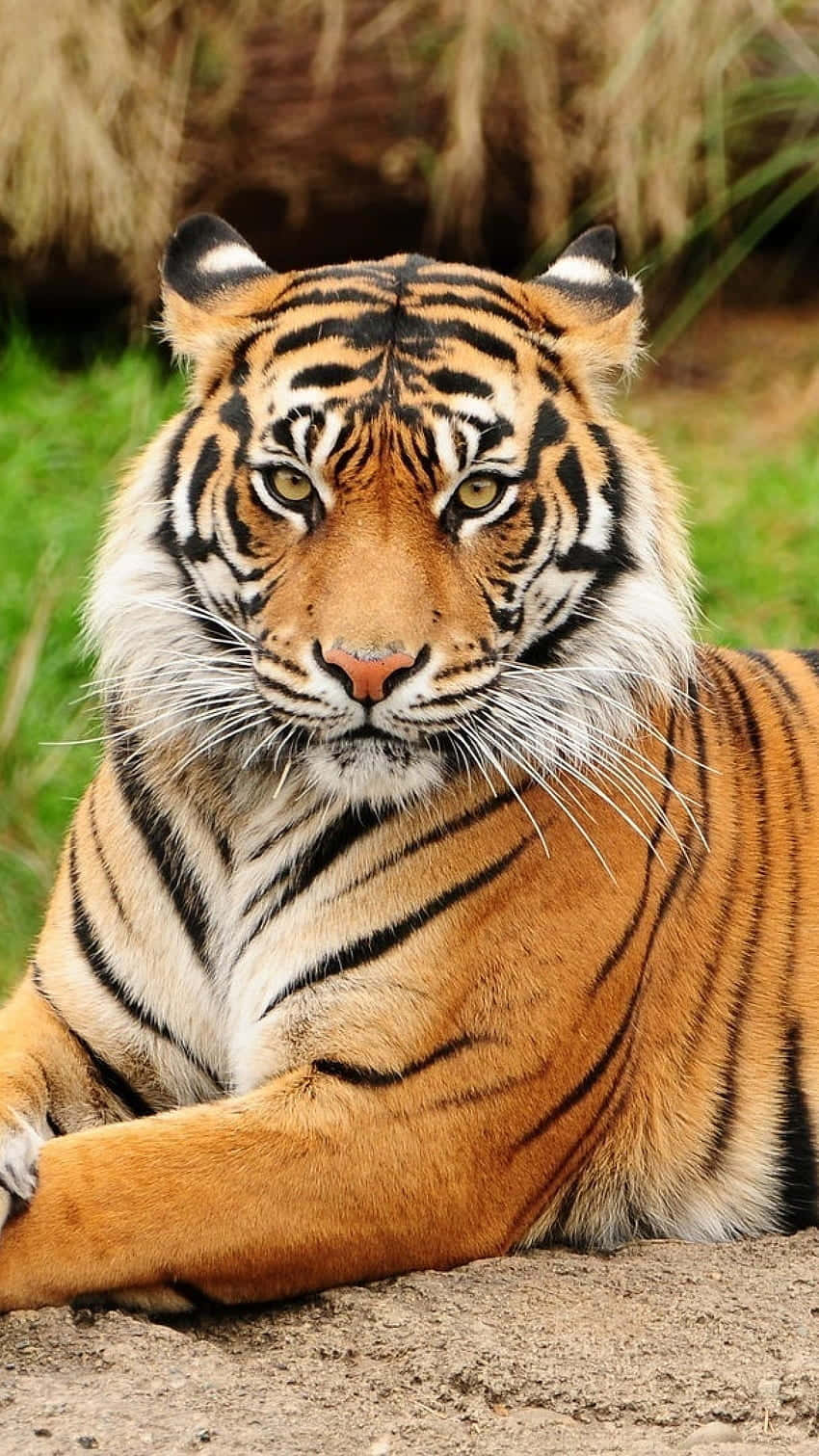 Majestic_ Bengal_ Tiger_ Resting Wallpaper