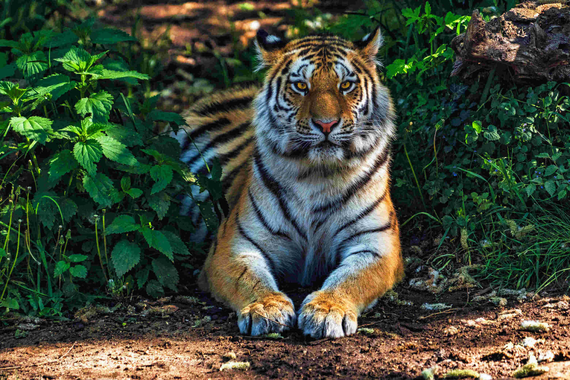 Majestetisk Bengal Tiger Hviler Bakgrunnsbildet