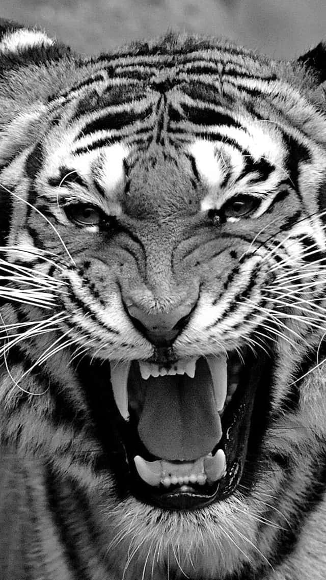 Majestic_ Bengal_ Tiger_ Roaring_ Closeup.jpg Wallpaper