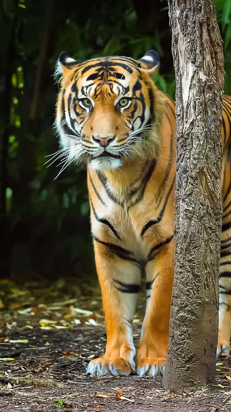 Majestetisk Bengal Tiger Stående Nær Tre Bakgrunnsbildet