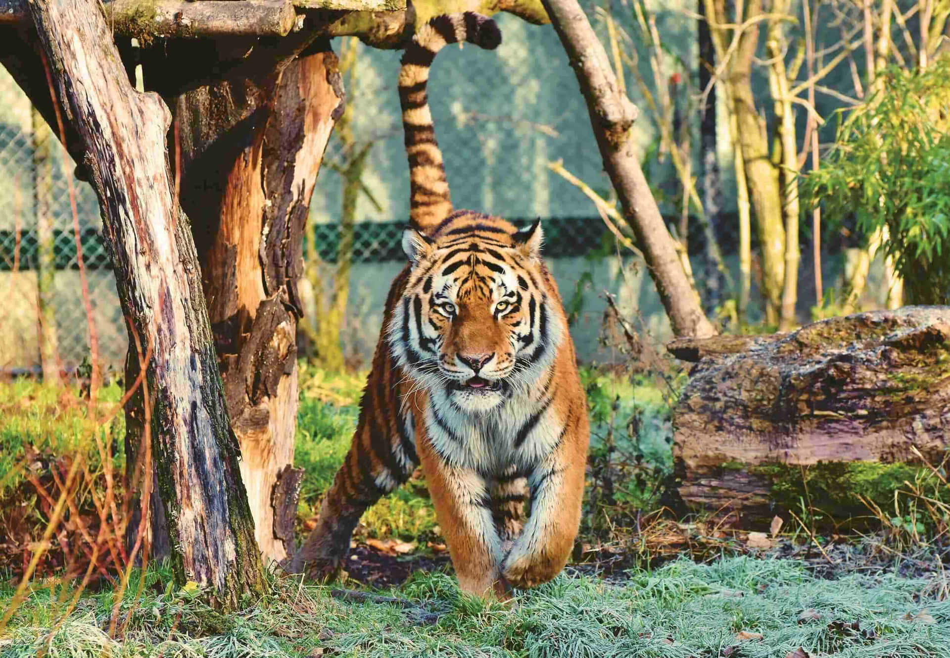 Majestic Bengal Tiger Walking Wallpaper