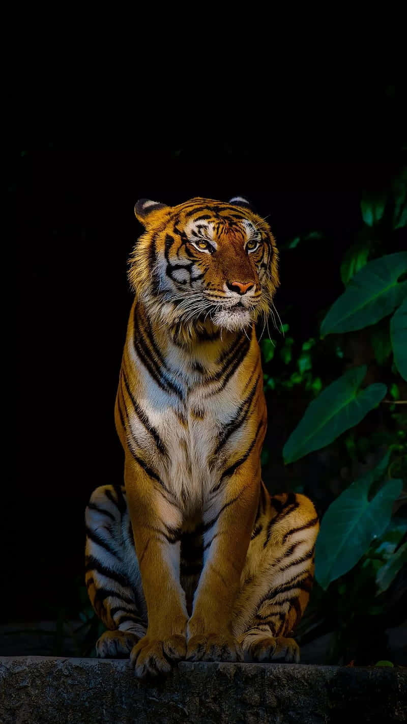 Majestic Bengal Tigerin Shadow Wallpaper