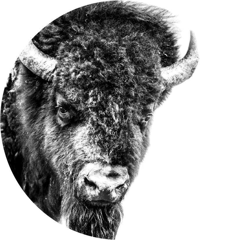 Majestic Bison Portraitin Winter PNG