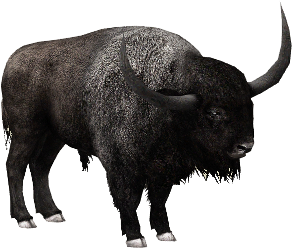 Majestic Bison Profile PNG