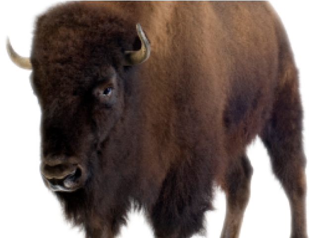 Majestic Bison Profile PNG