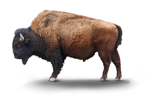 Majestic Bison Standing PNG
