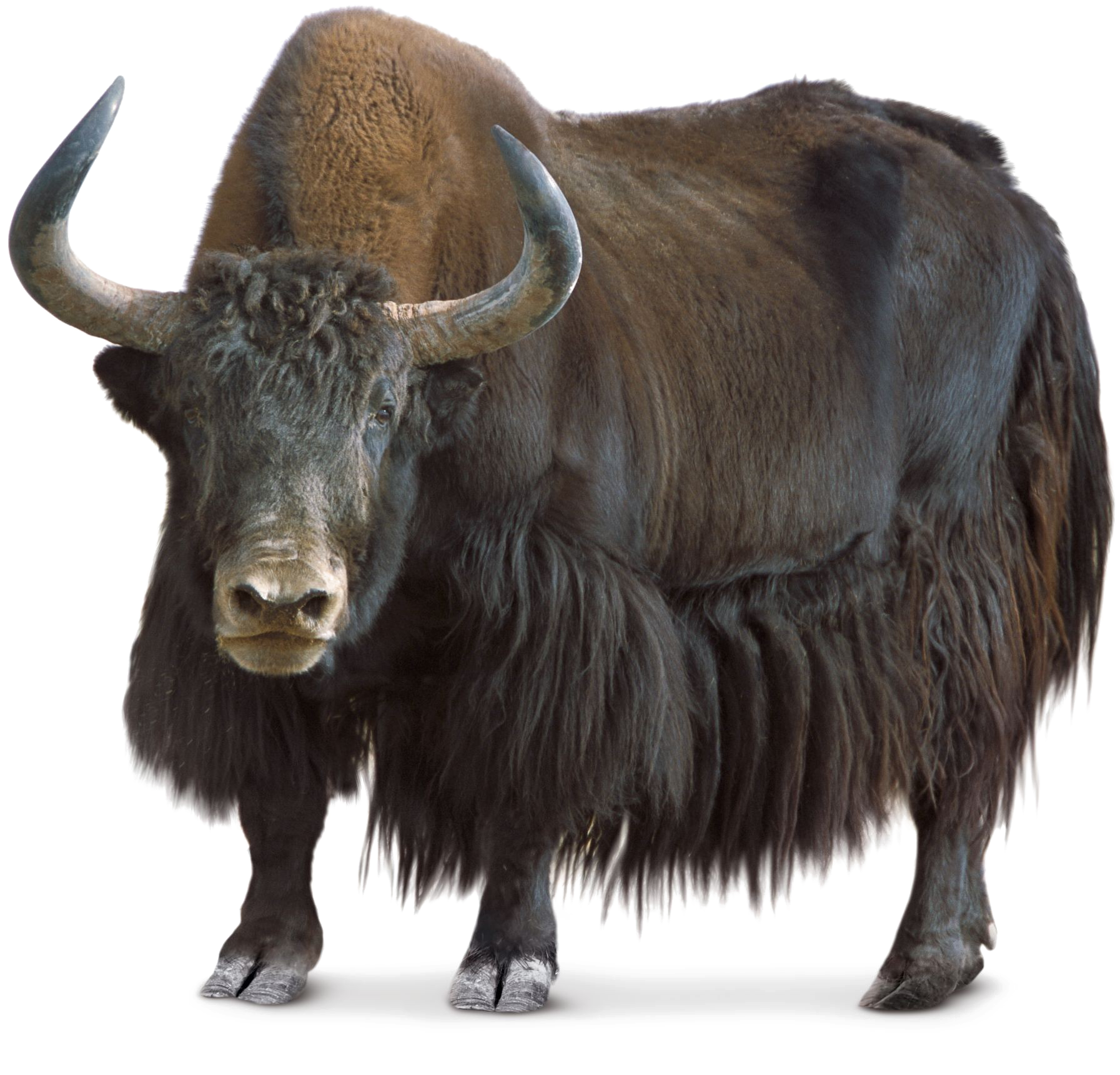 Majestic Bison Standing Transparent Background.png PNG