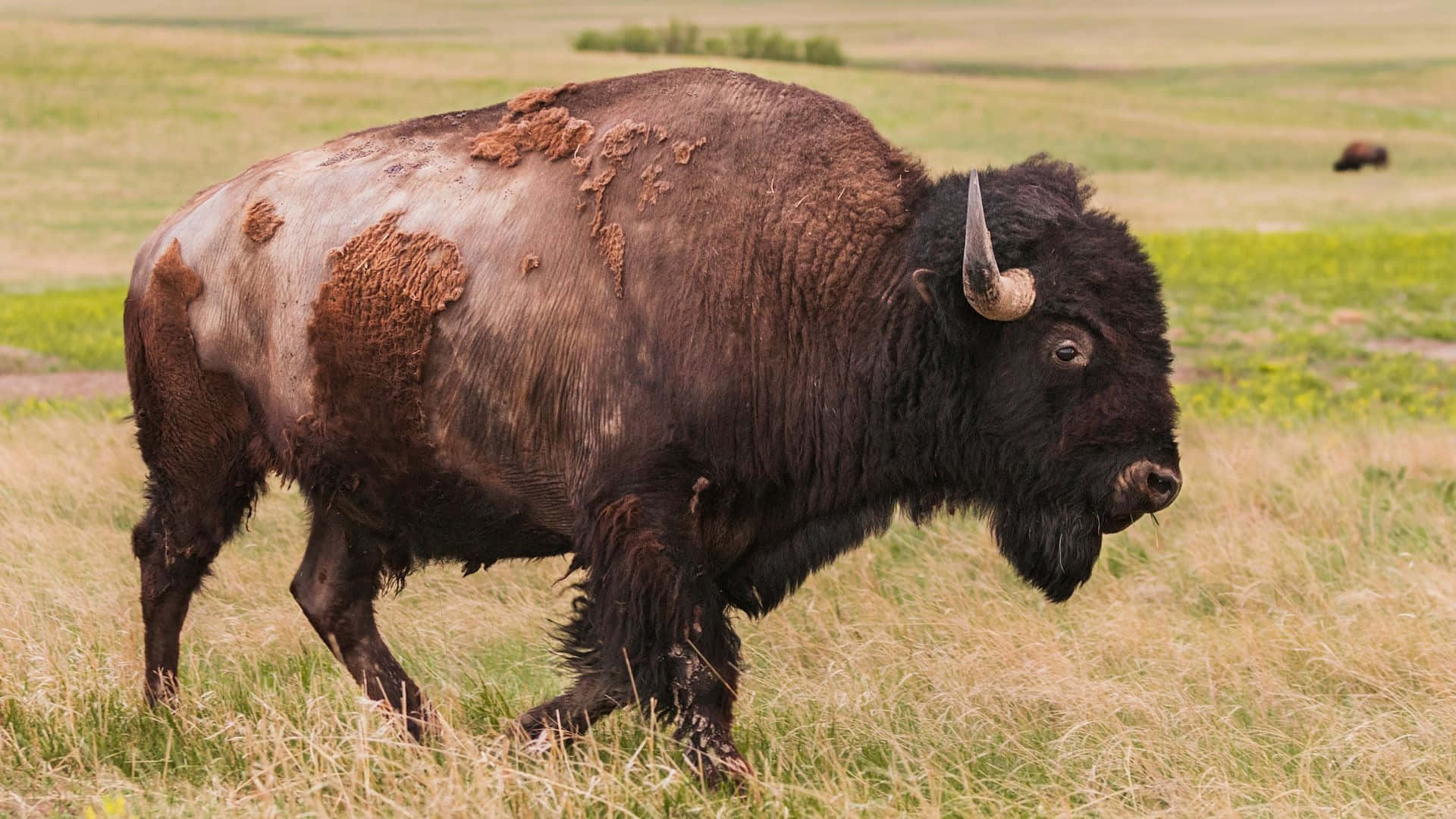 Majestueuze Bison In Grasland.jpg Achtergrond