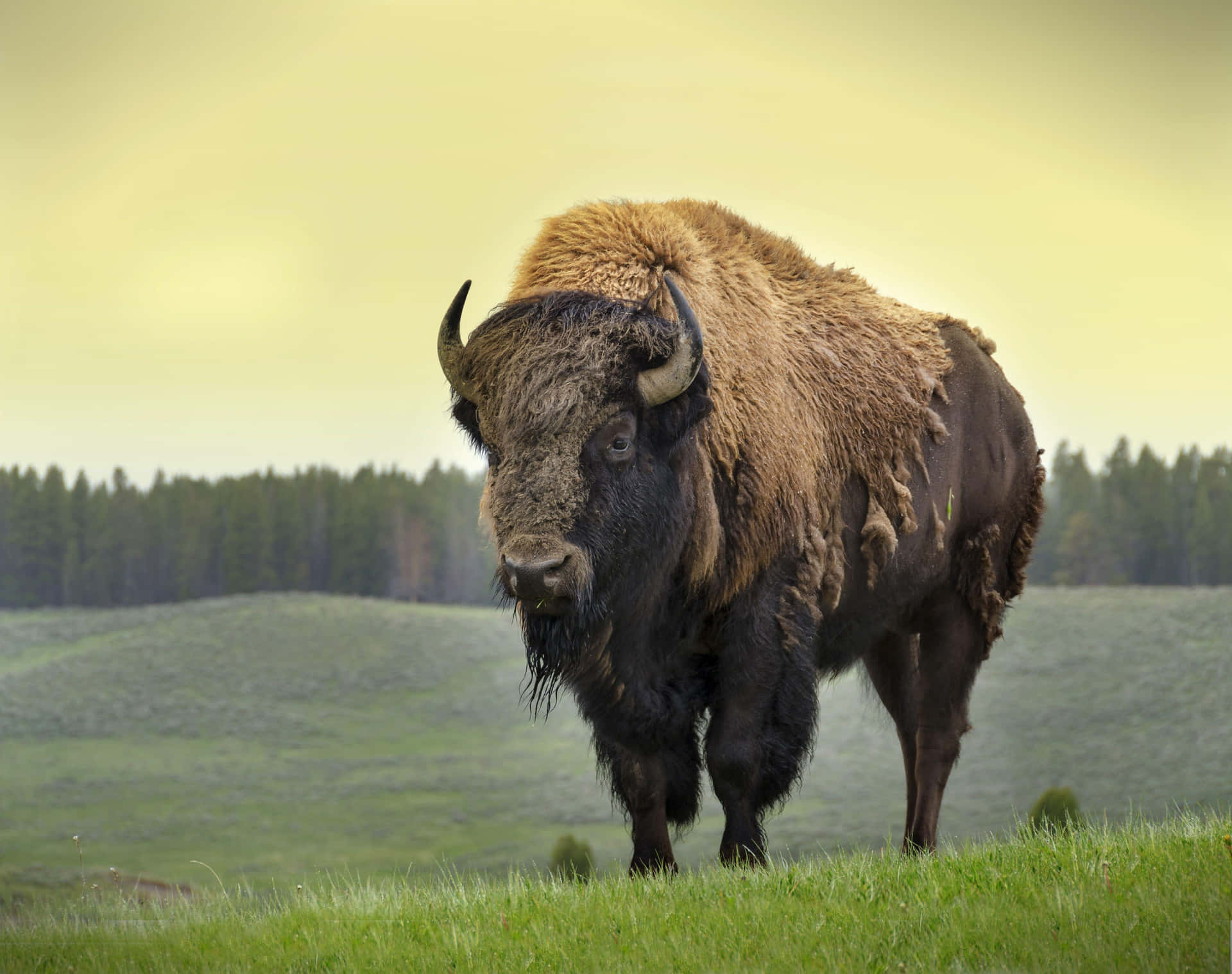 Majestueuze Bison In Grasland.jpg Achtergrond