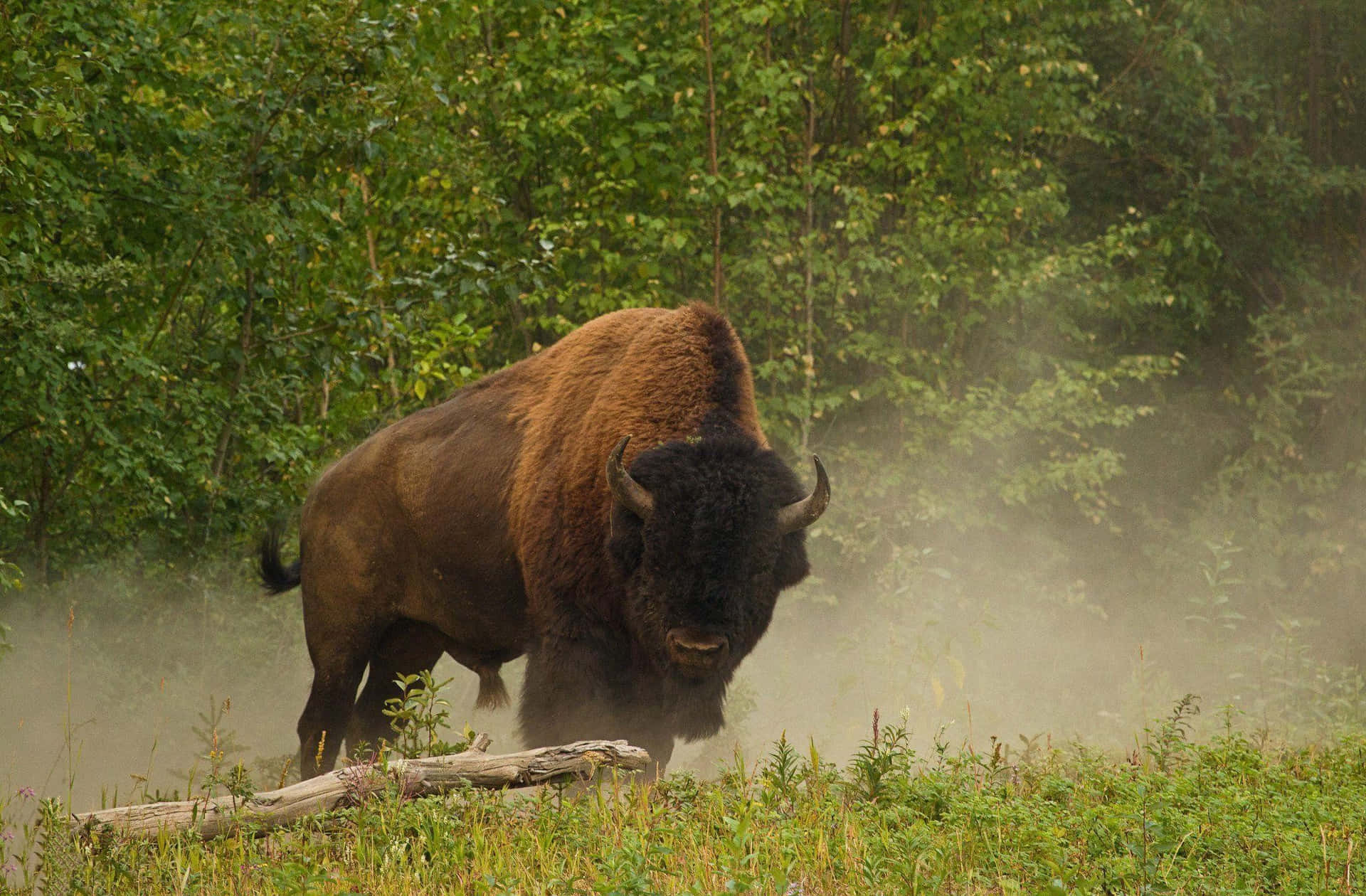 Majestueuze Bison In Mistige Wildernis.jpg Achtergrond