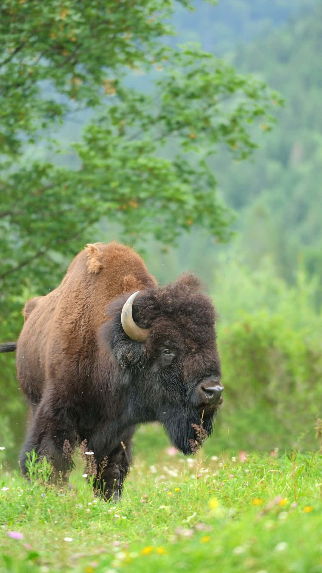 Majestueuze Bison In Natuurlijke Habitat.jpg Achtergrond