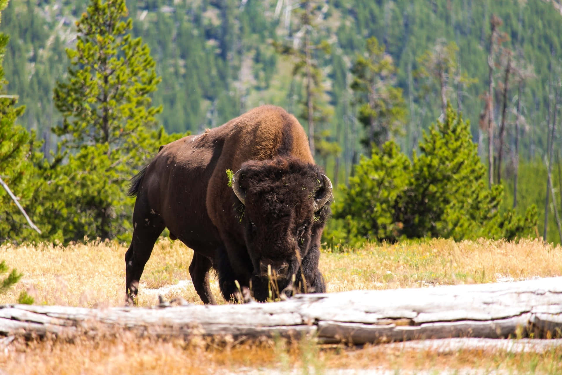 Majestic Bisonin Wilderness.jpg Wallpaper