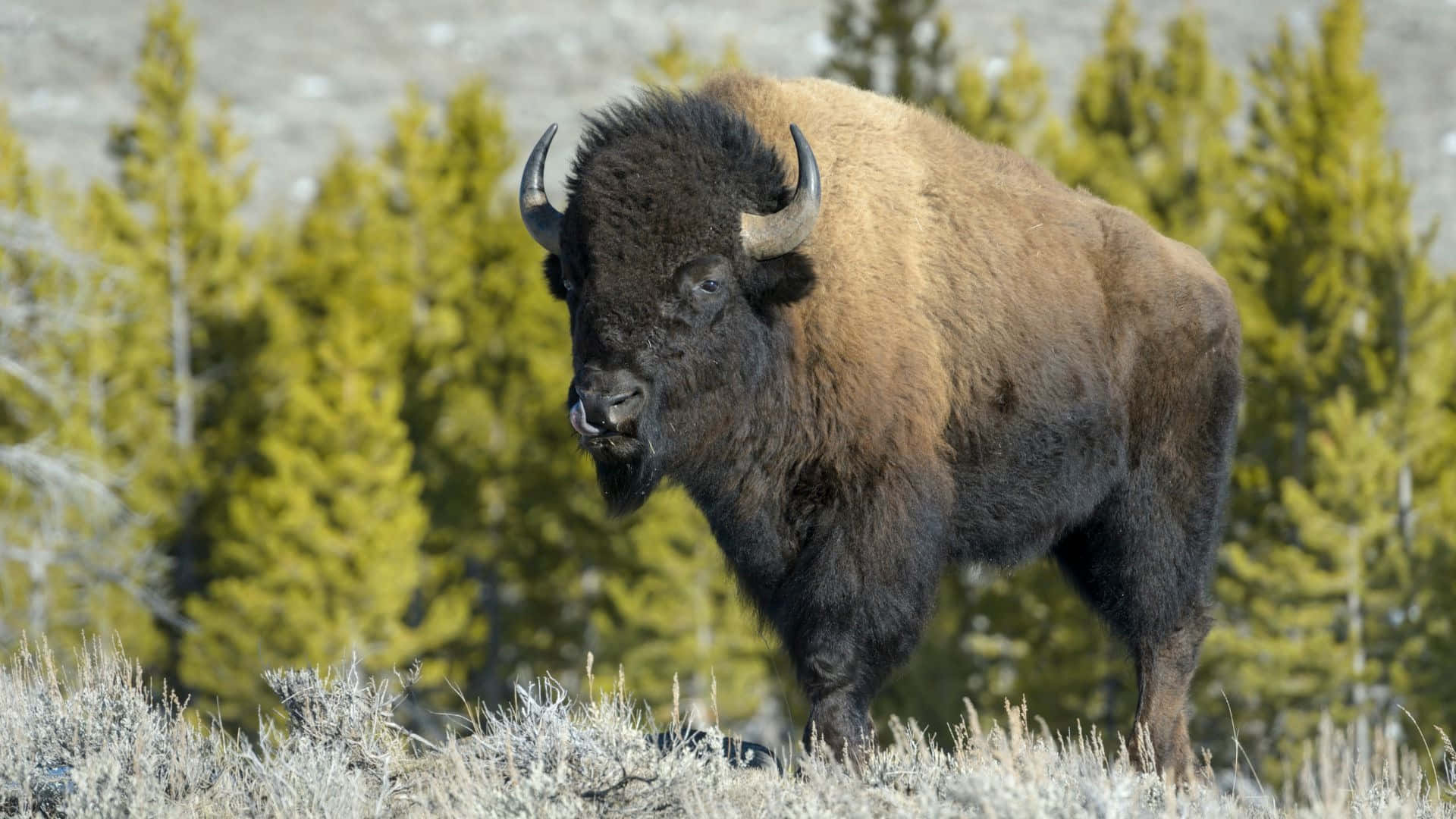 Download Majestic Bisonin Wilderness Wallpaper | Wallpapers.com