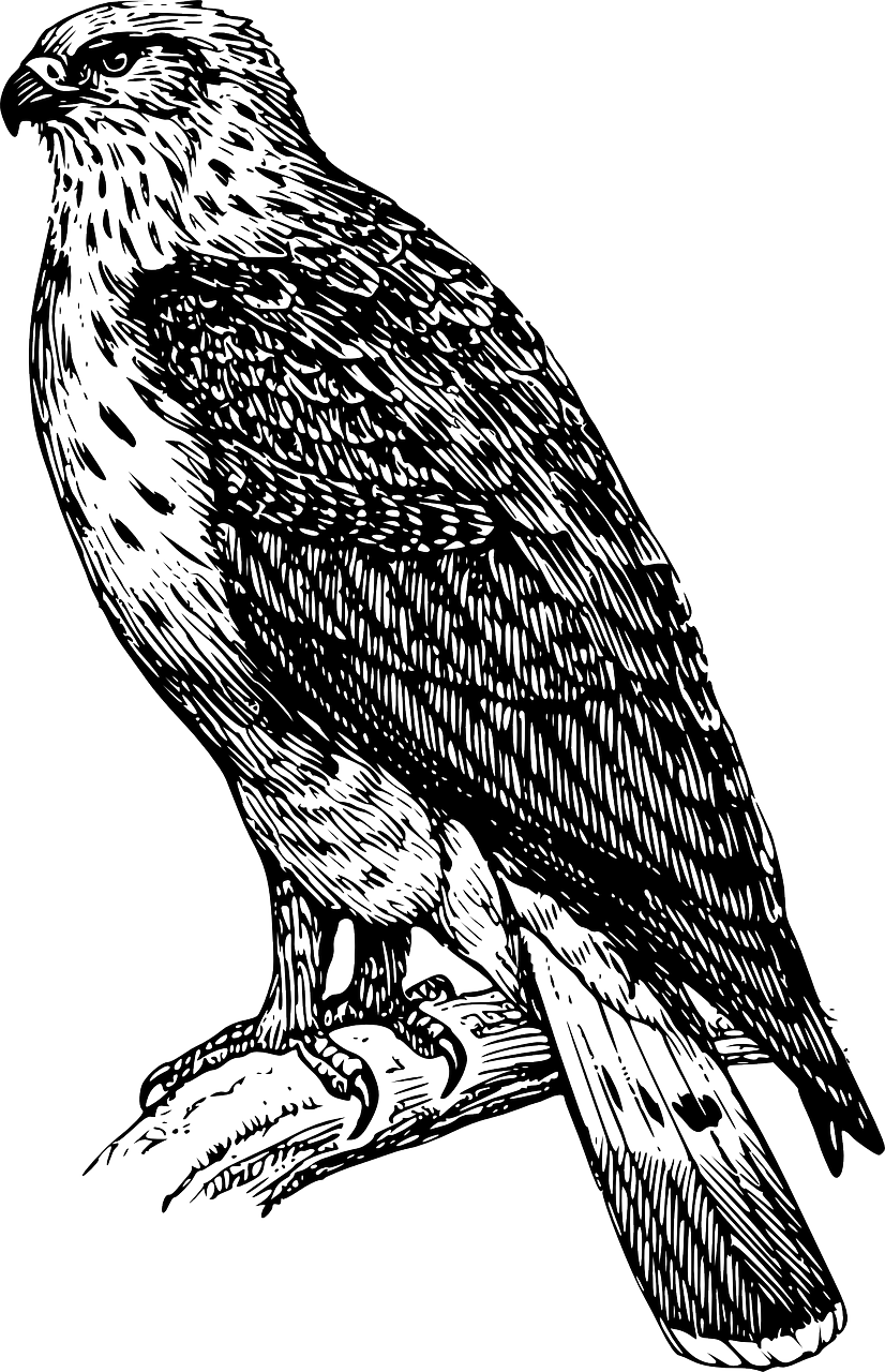 Majestic Black Bird Illustration PNG
