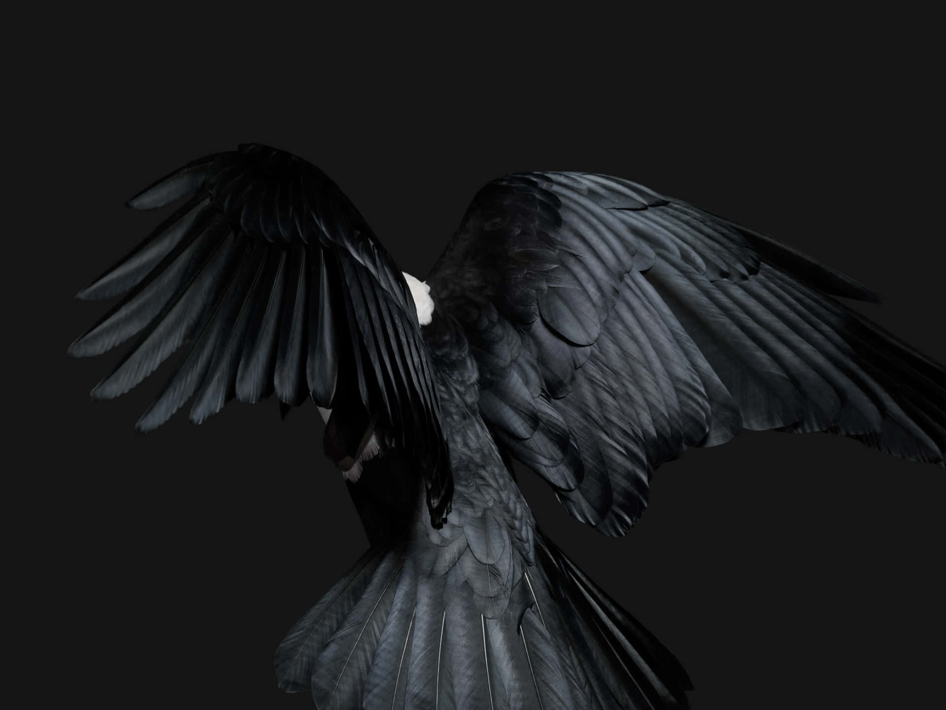 Majestic Black Bird In Flight Wallpaper