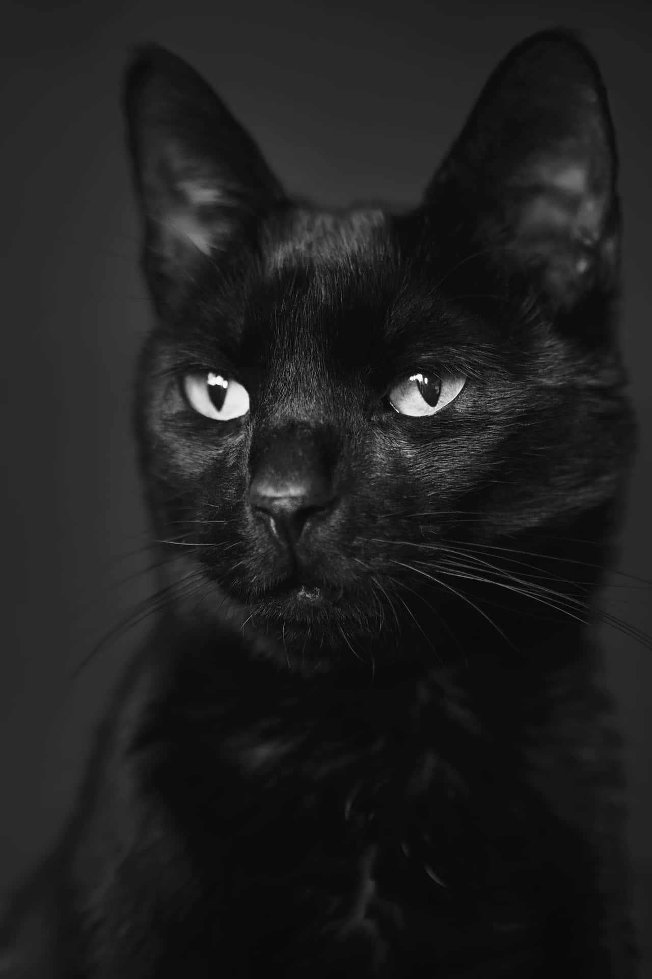 Majestic Black Cat Portrait Wallpaper