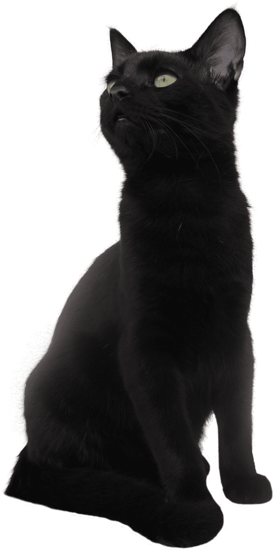 Majestic Black Cat Pose PNG
