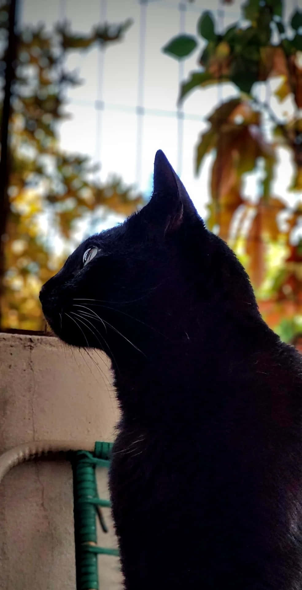 Majestic Black Cat Profile Wallpaper