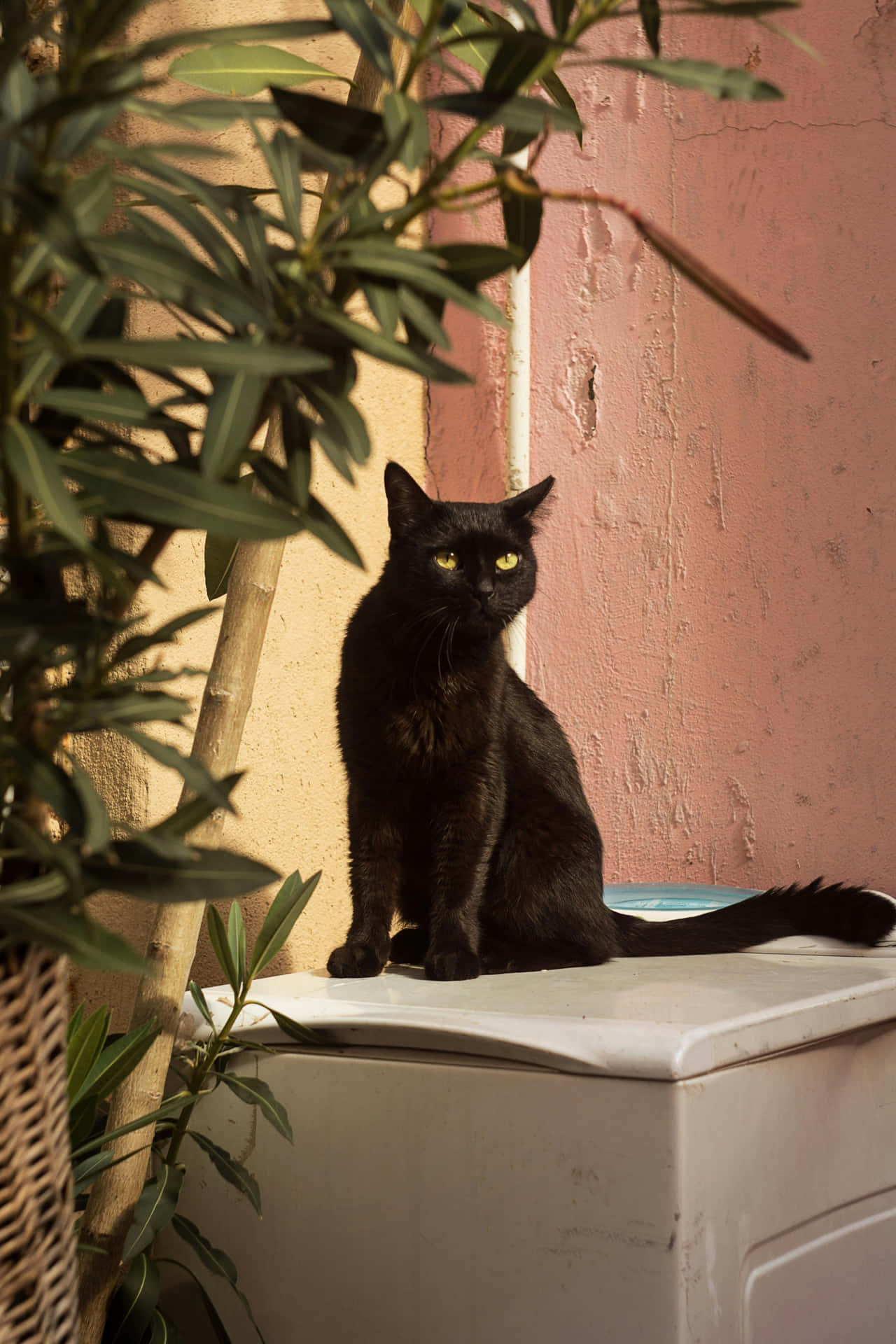 Majestic Black Cat Sunlit Patio Wallpaper