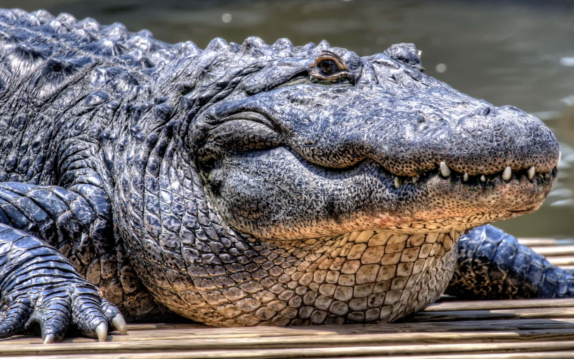 Majestic_ Black_ Crocodile_ Closeup.jpg Wallpaper