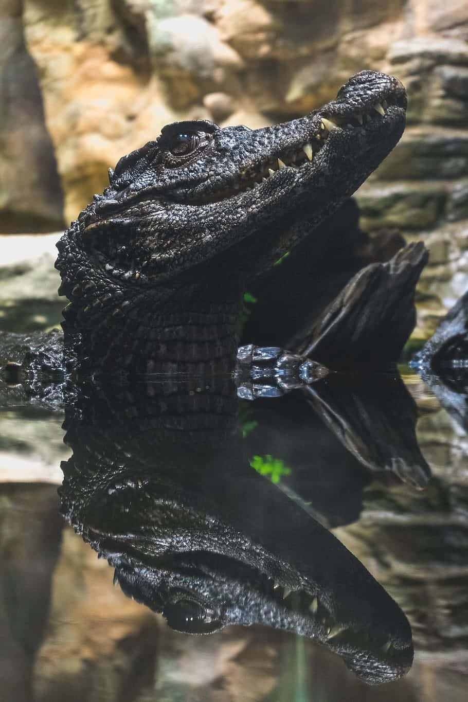 Majestic_ Black_ Crocodile_ Portrait Wallpaper