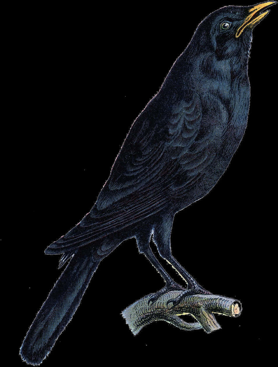 Majestic Black Crow Illustration PNG
