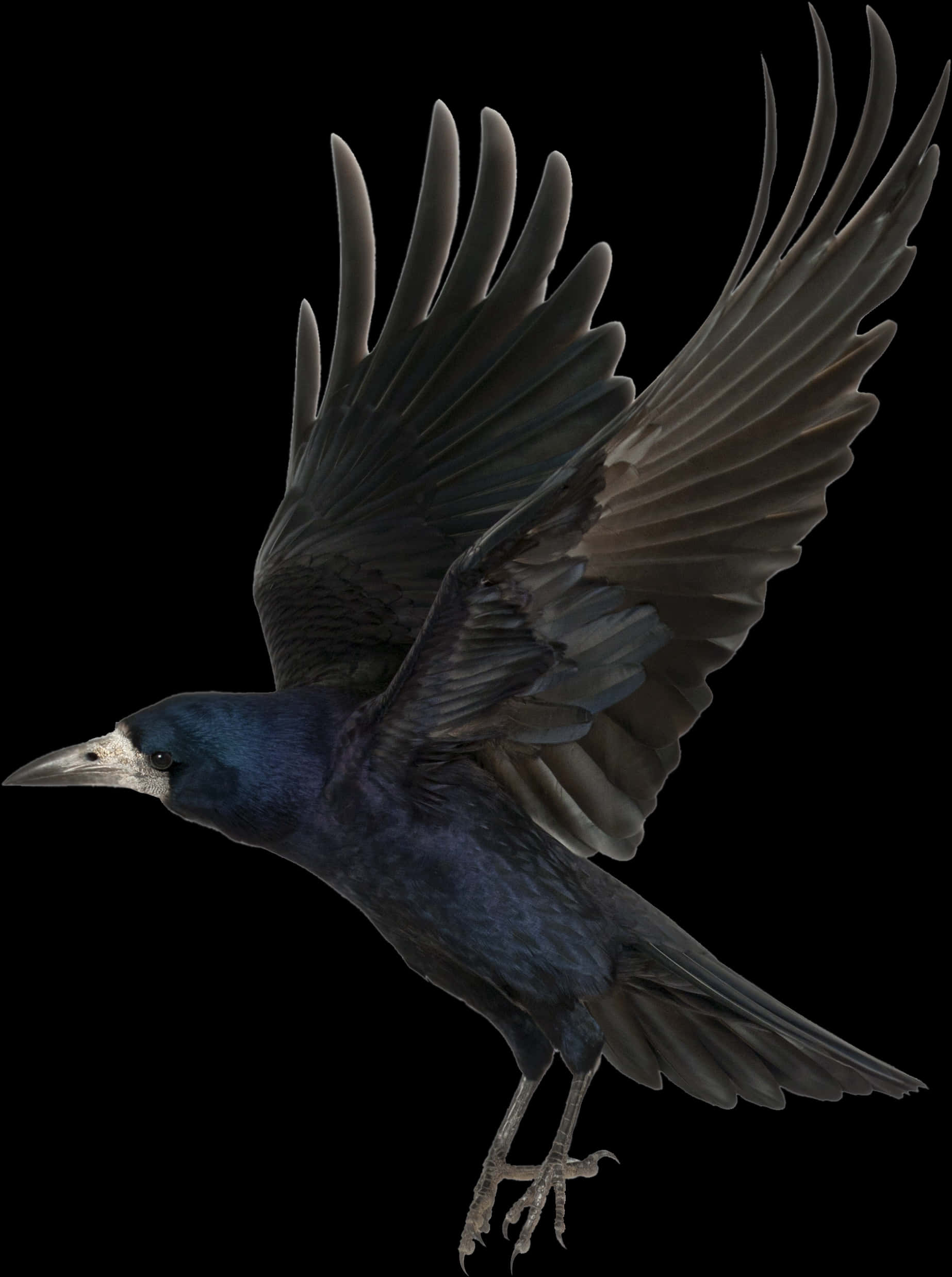 Majestic Black Crow In Flight PNG