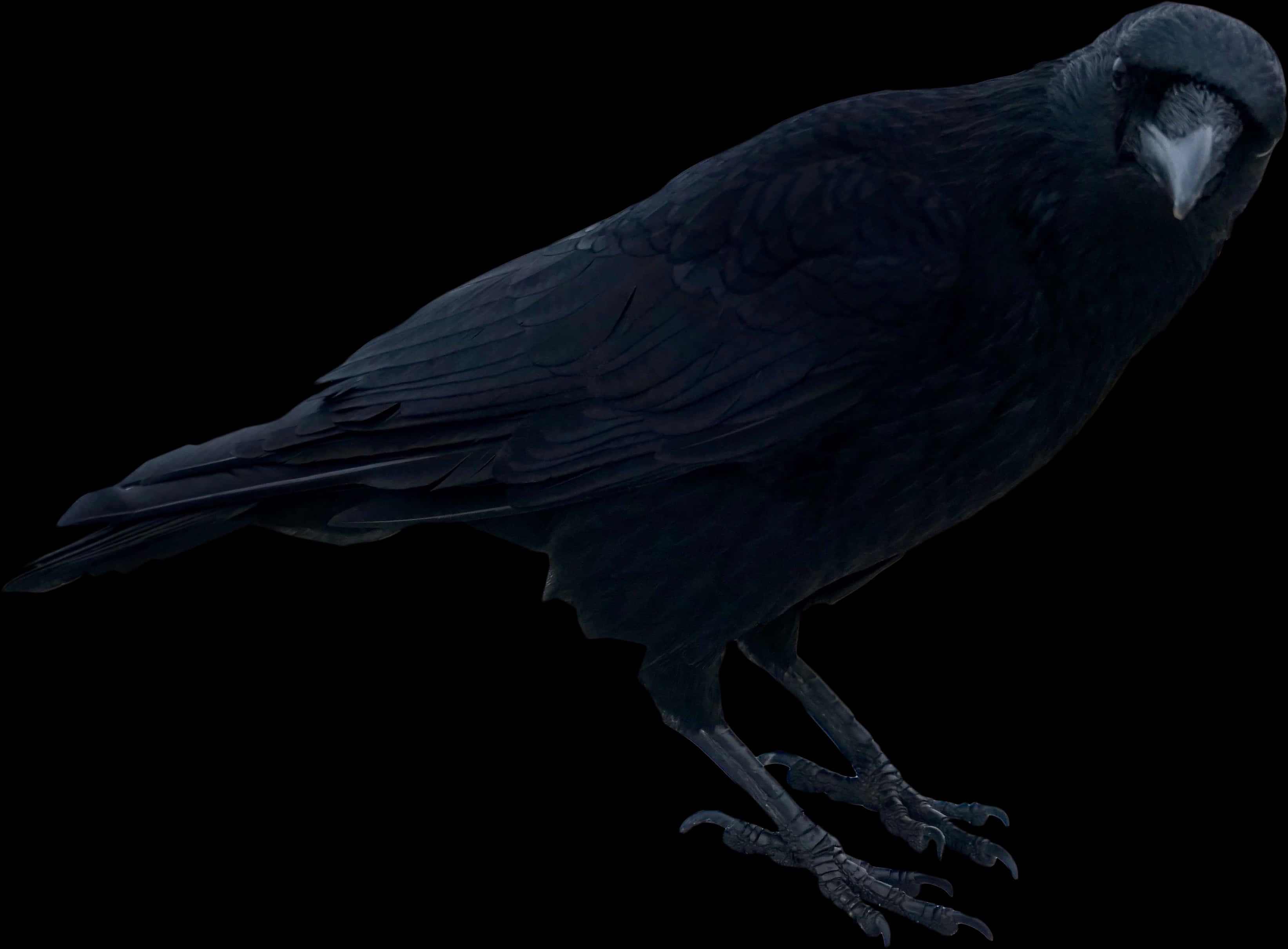 Majestic Black Crow Isolated PNG