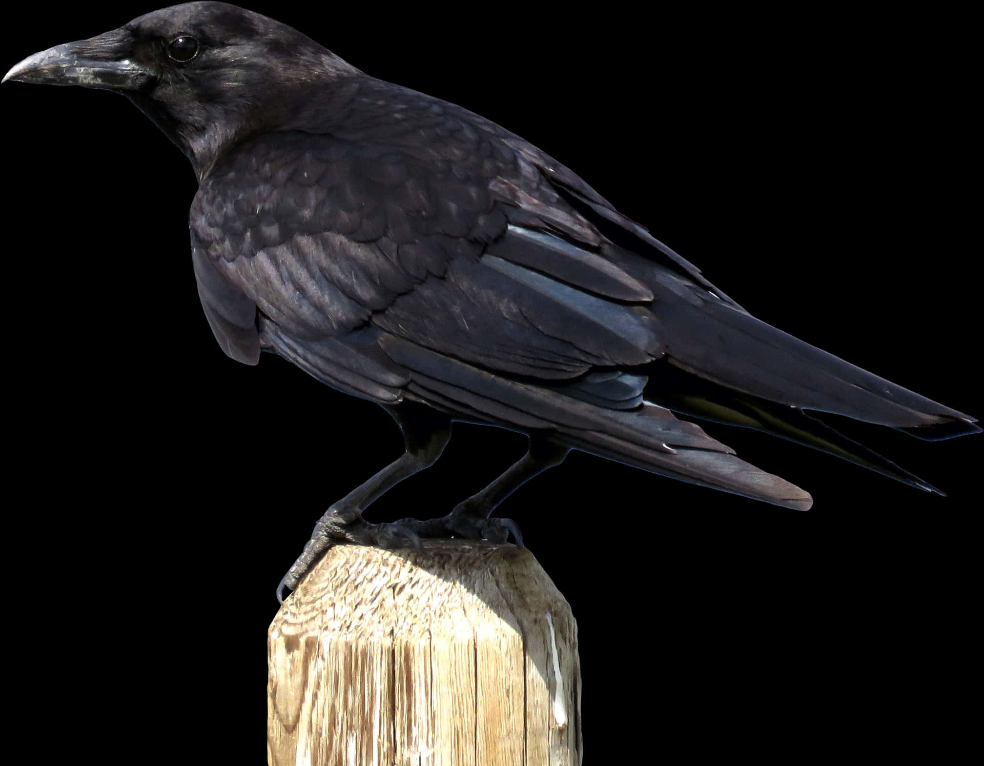 Majestic Black Crow Perched PNG