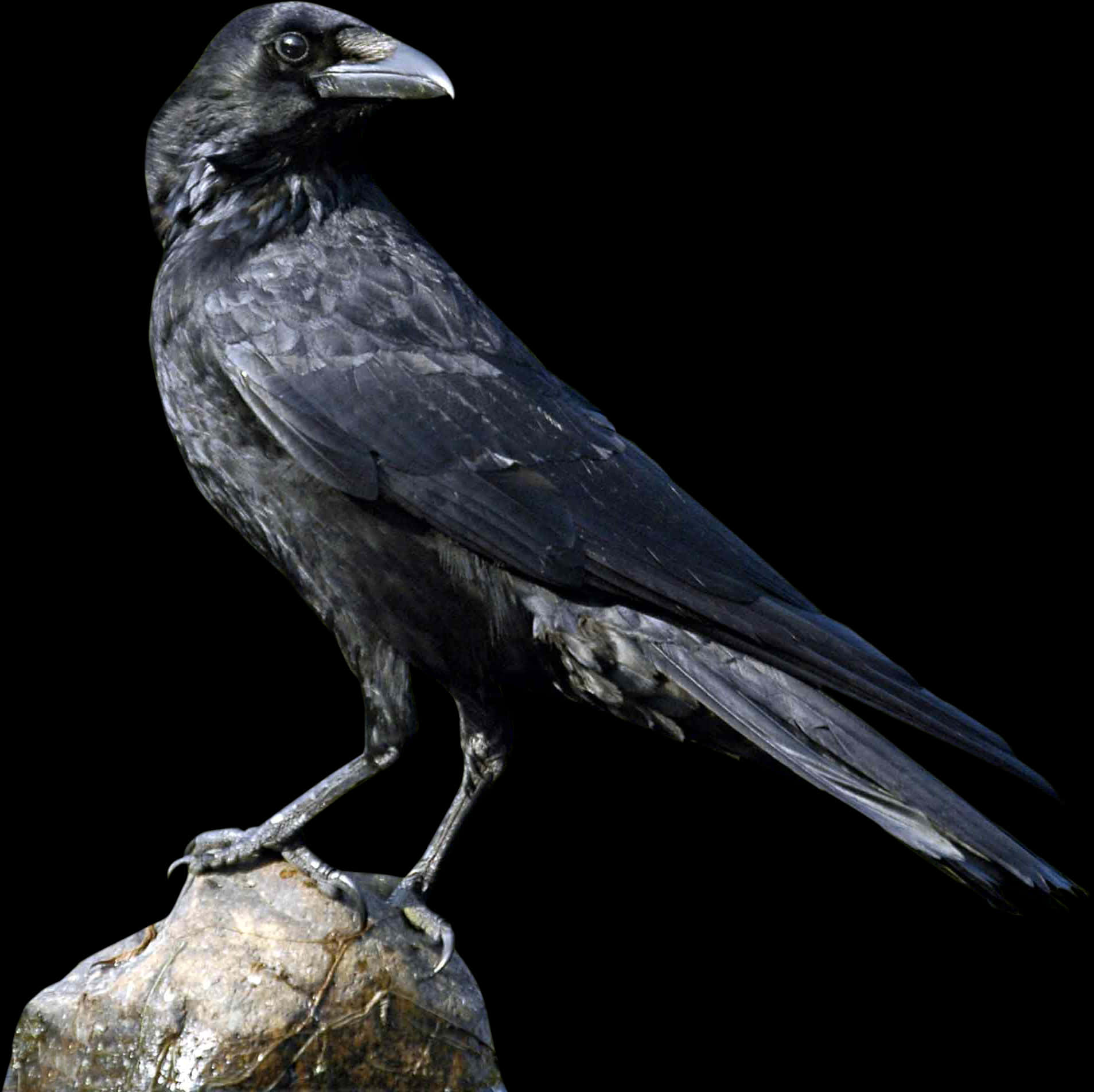 Majestic Black Crow Portrait PNG