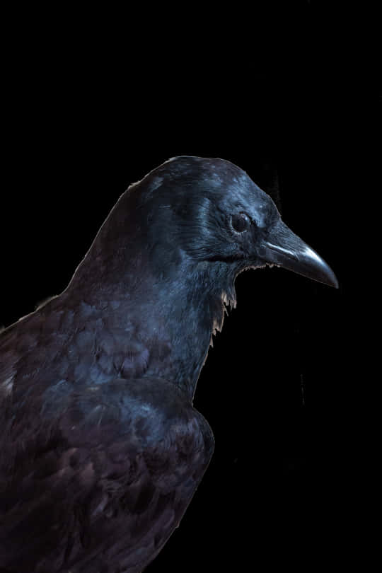 Majestic Black Crow Portrait PNG