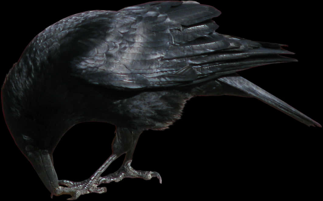 Majestic Black Crow Profile PNG