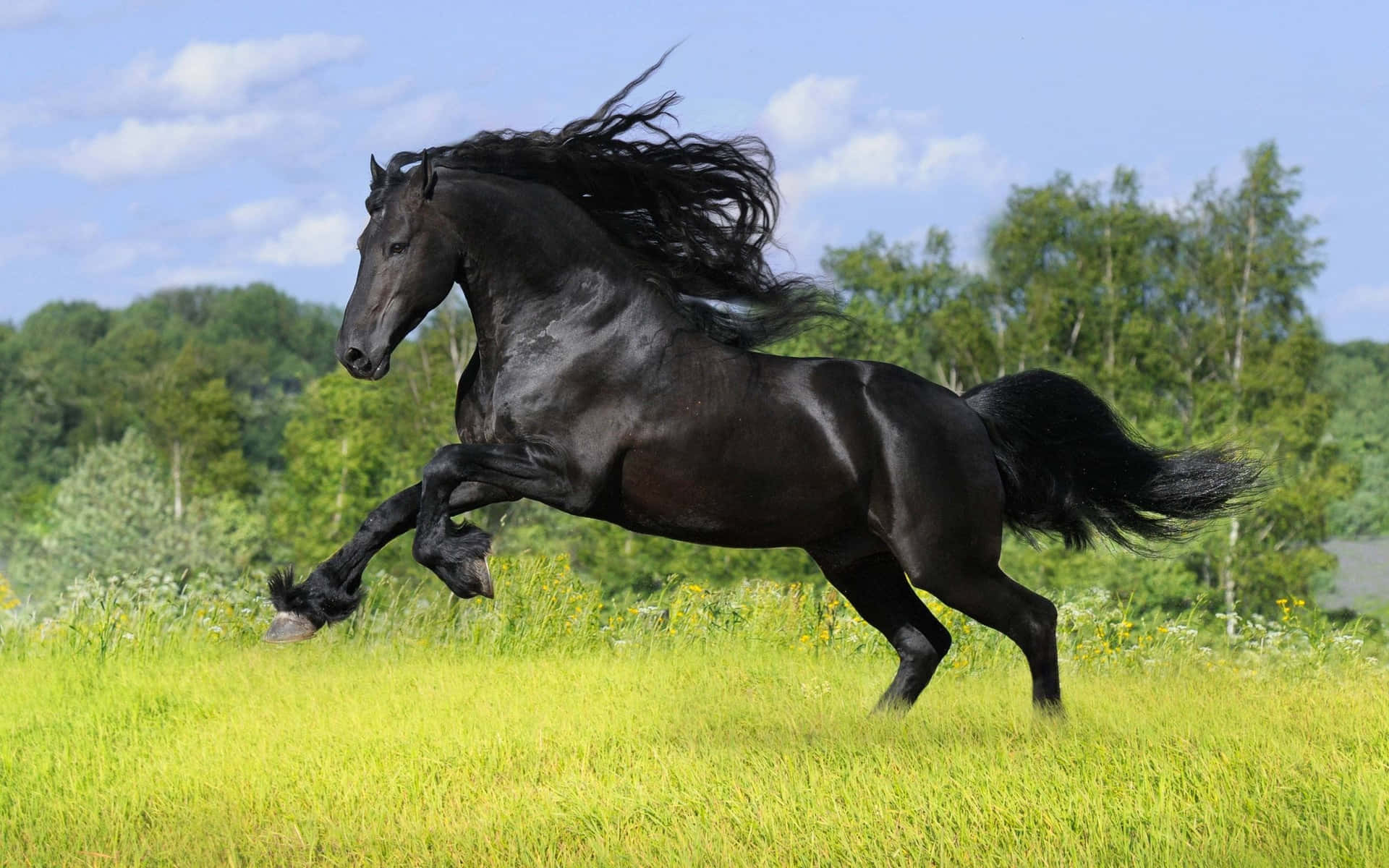 Majestic Black Horse Galloping Wallpaper