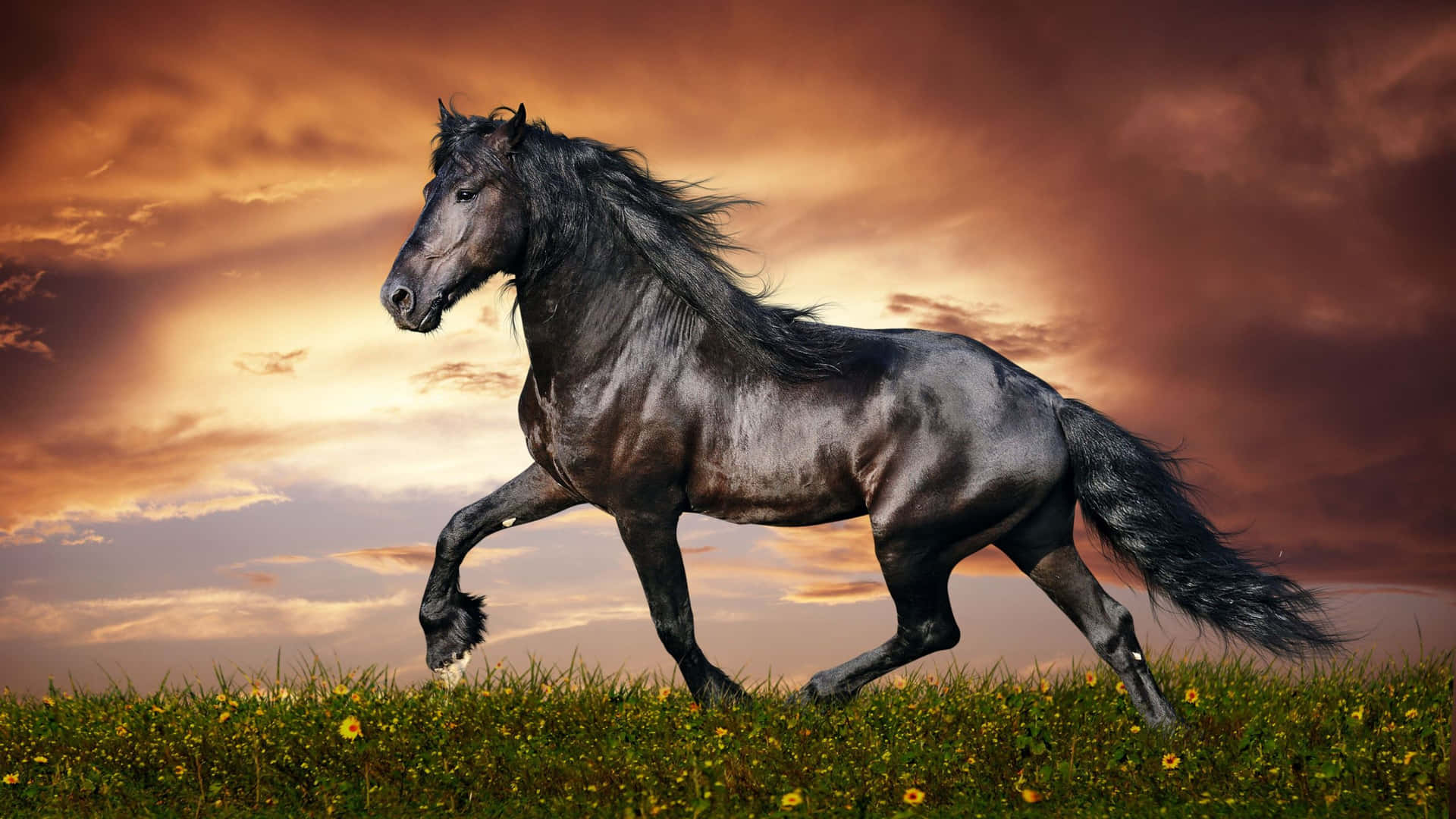 Majestic Black Horse Gallopingat Sunset Wallpaper