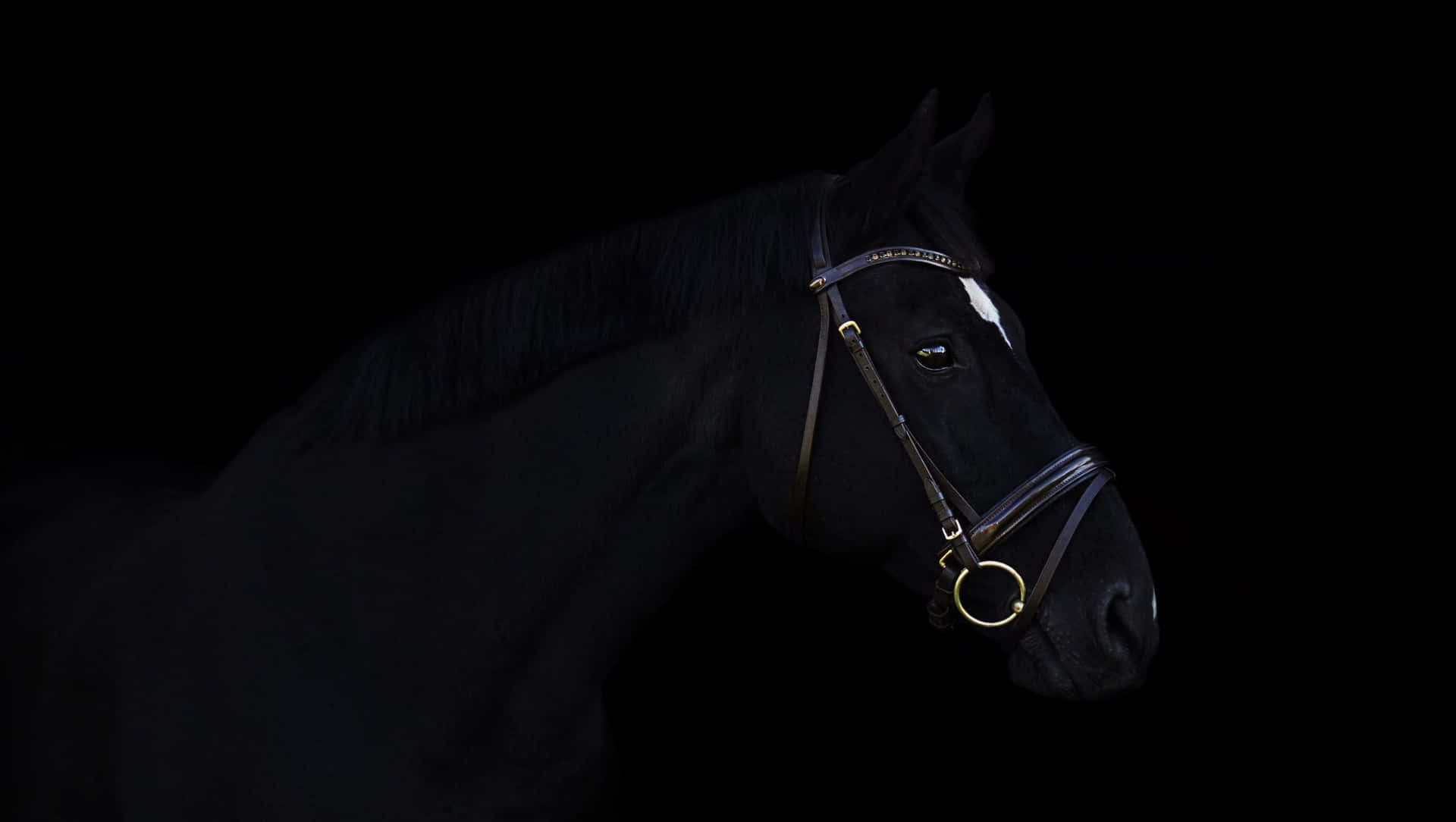 Majestic Black Horse Portrait Wallpaper