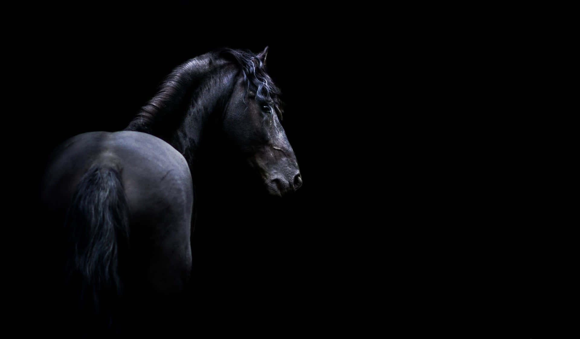 Majestic Black Horsein Darkness Wallpaper