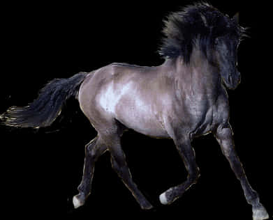 Majestic Black Horsein Motion PNG