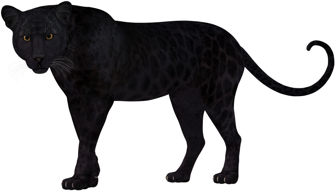 Majestic Black Lion Standing PNG