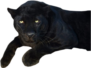Majestic Black Panther Pose PNG