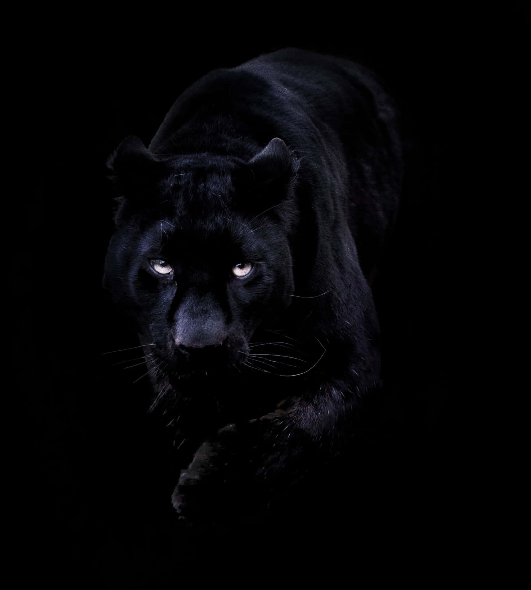 Majestic Black Pantherin Darkness Wallpaper