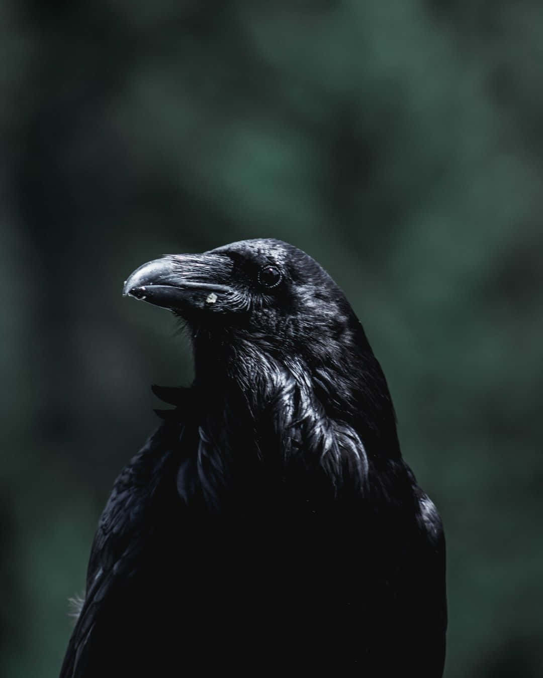 Majestic Black Raven Portrait Wallpaper