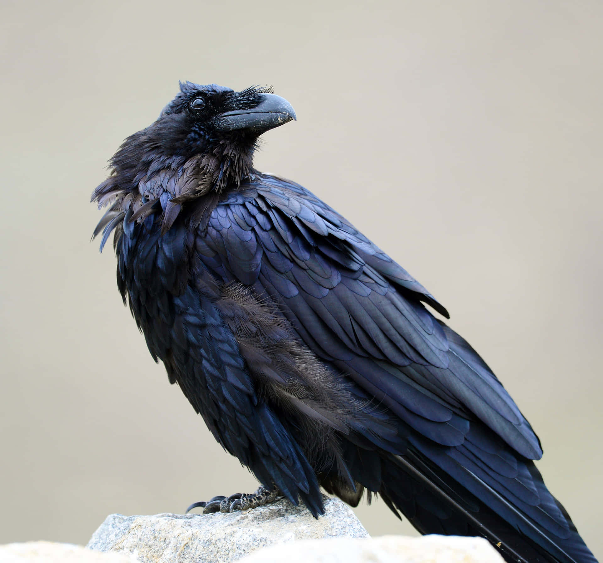 Download Majestic Black Rook Bird Wallpaper | Wallpapers.com