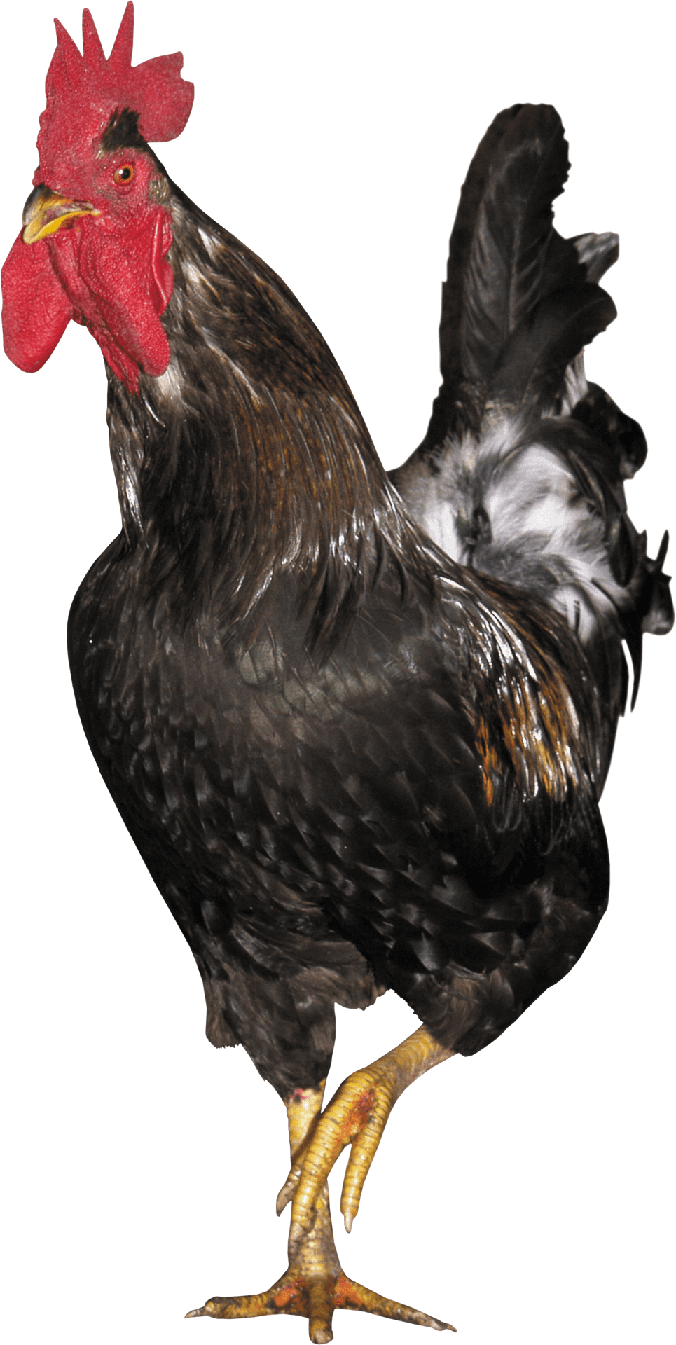 Majestic Black Rooster.png PNG