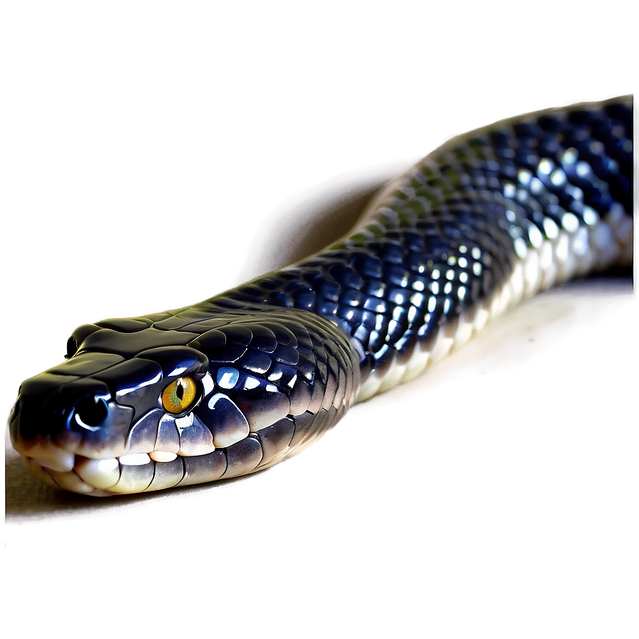 Majestic Black Snake Png Oha38 PNG