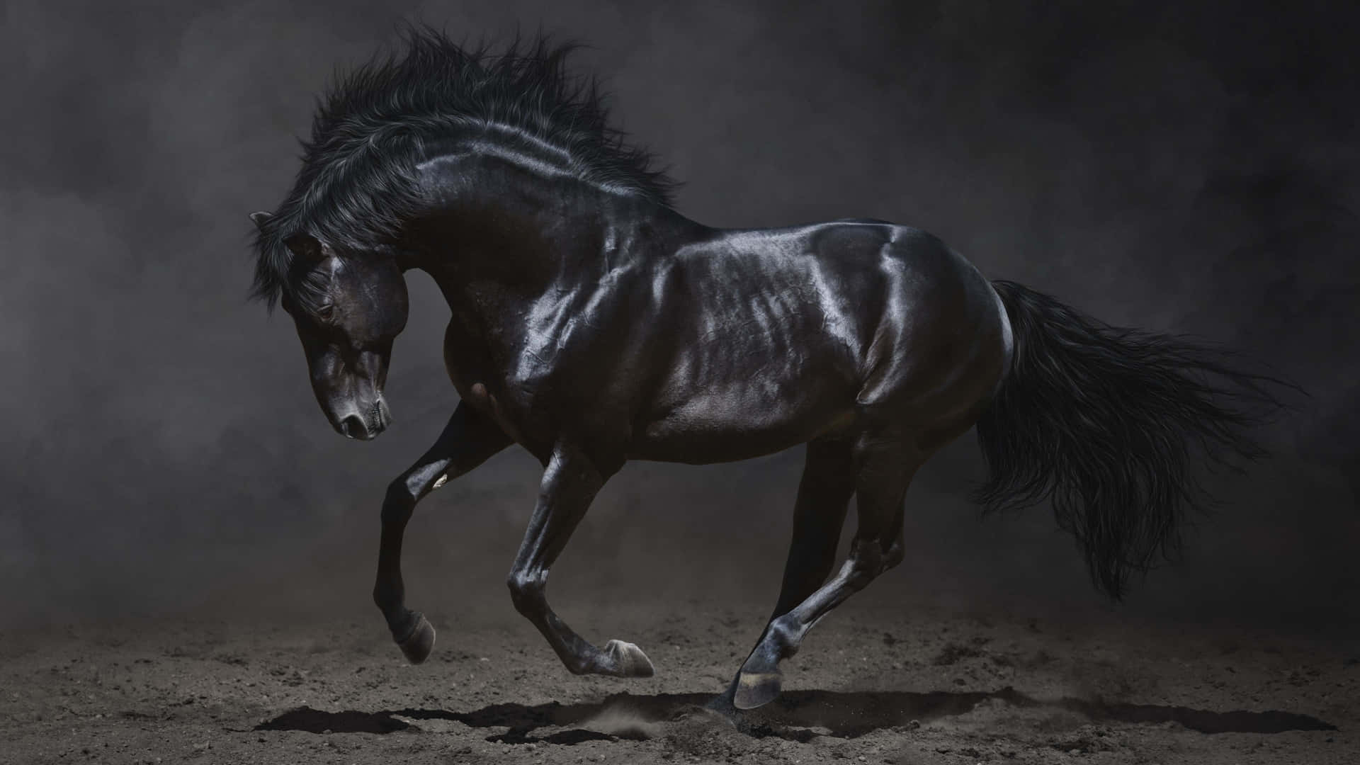 Majestic Black Stallionin Motion Wallpaper