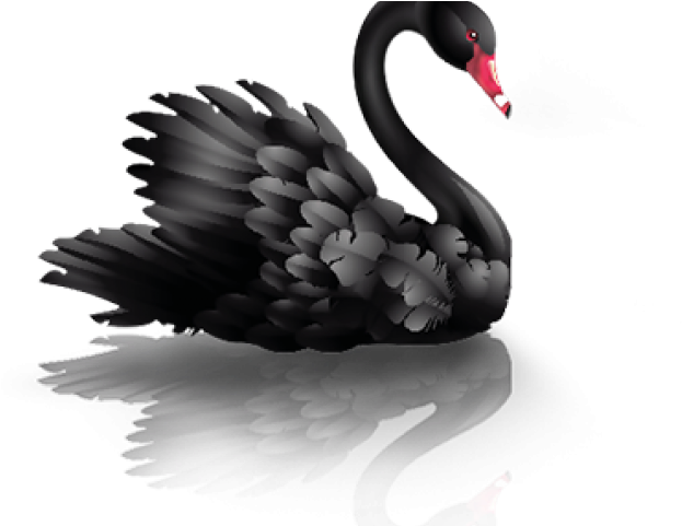 Majestic Black Swan Reflection PNG
